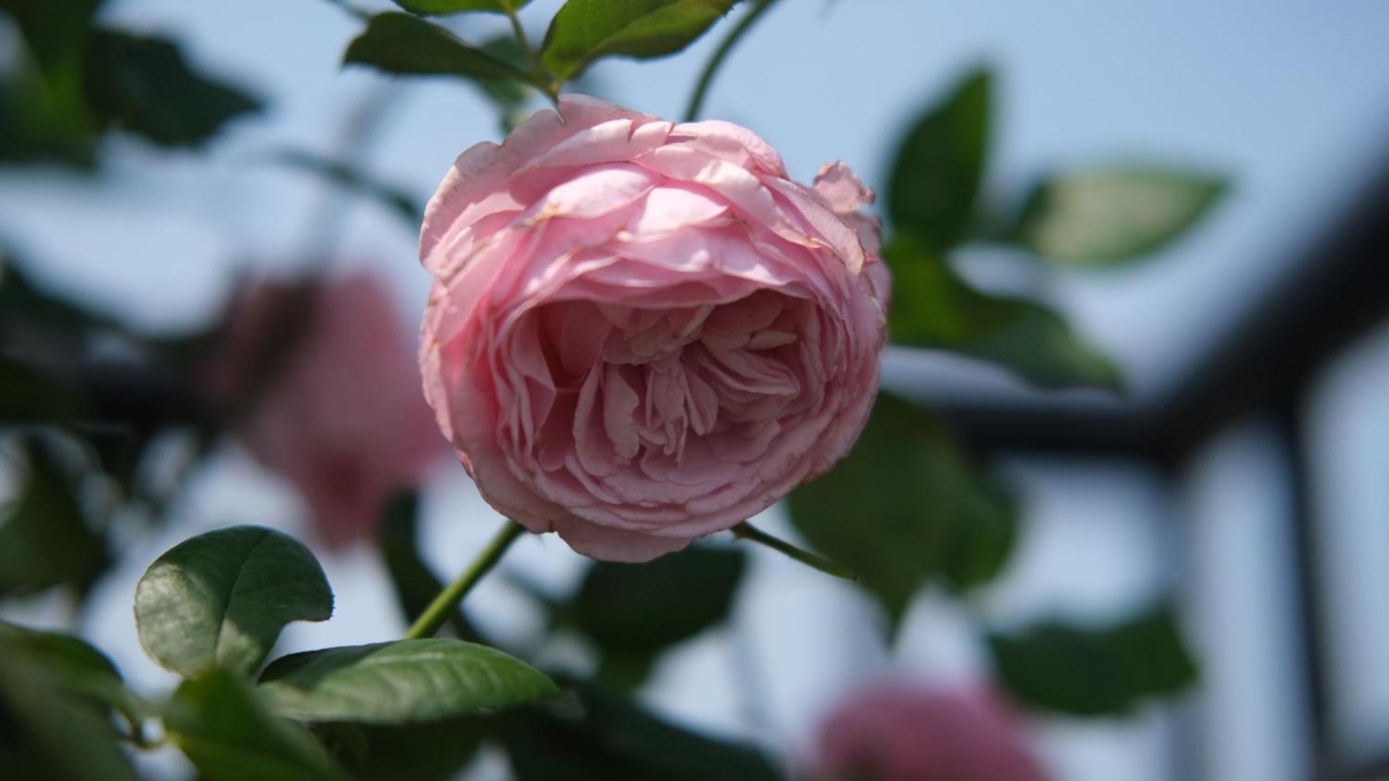 The Bloom Classic - Hotel And Bistro Ανόι Εξωτερικό φωτογραφία